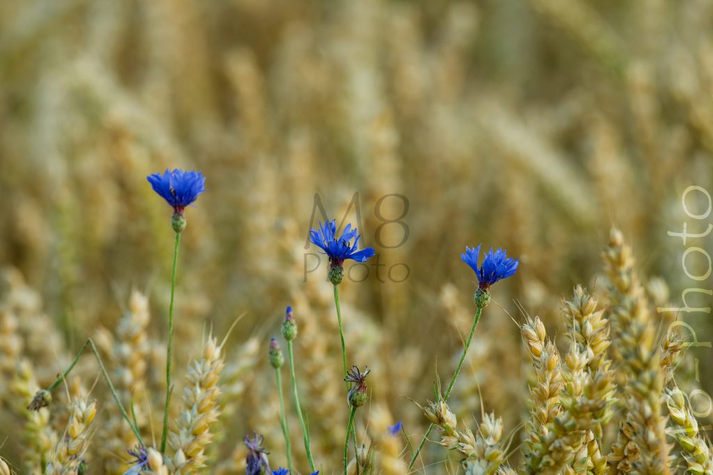 Kornblumen im Weizenfeld