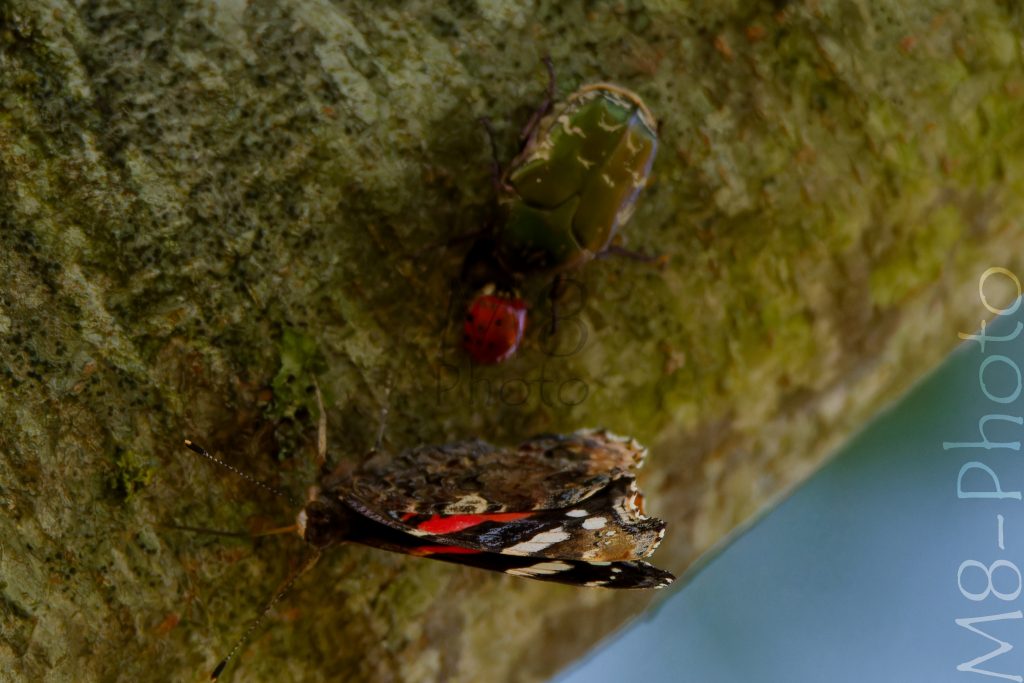 Menage a trois - Admiral, Marienkäfer und Rosenkäfer