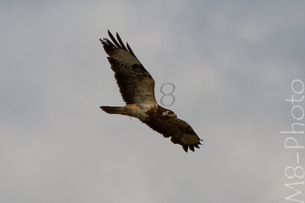 Bussard