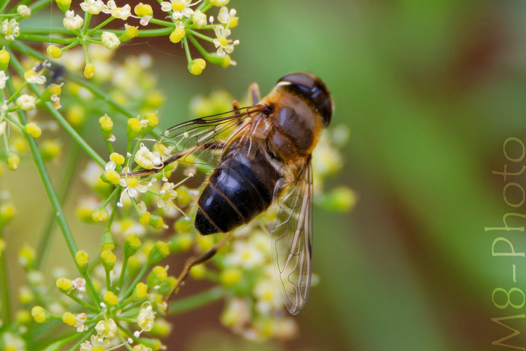 Keilfleck­schwebfliege