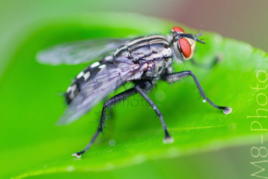 Graue Fleischfliege