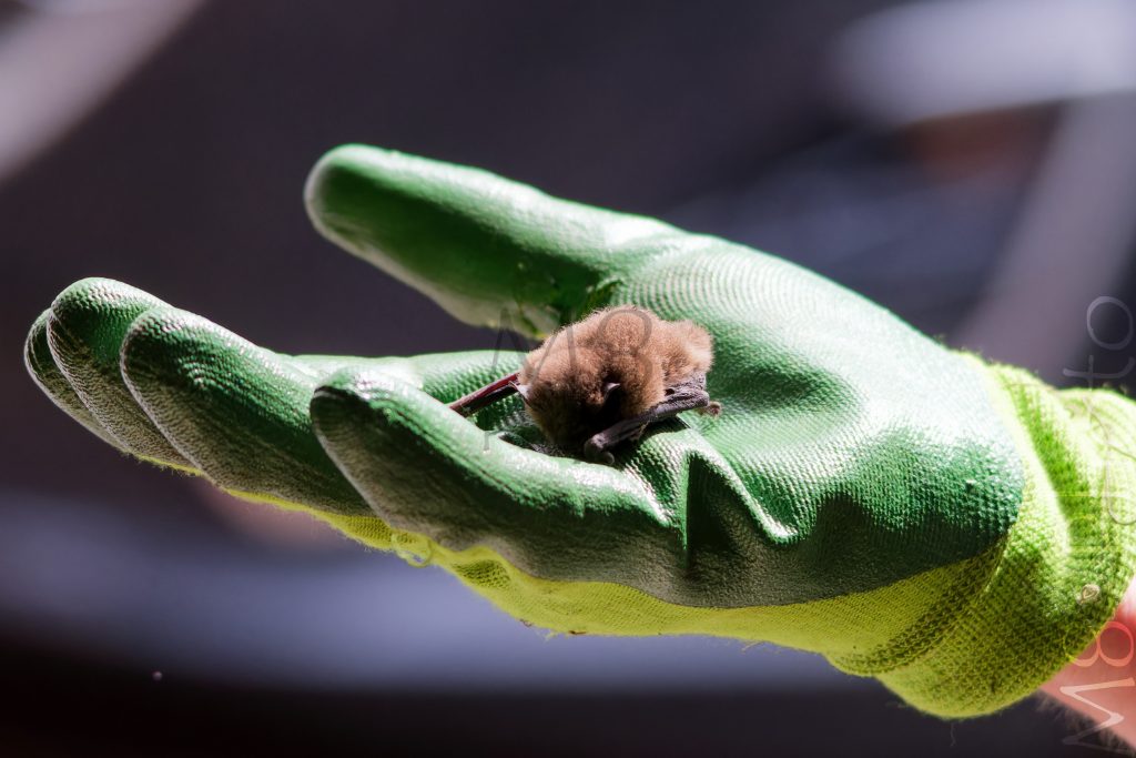 Zwergfledermaus