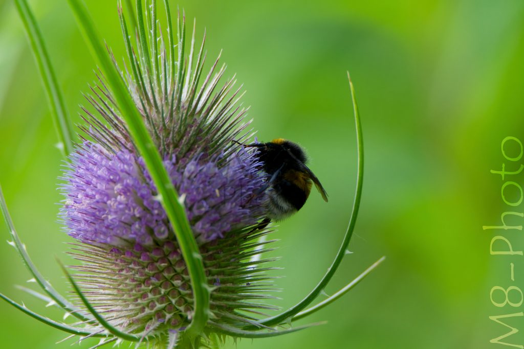 Hummel auf wilder Karde