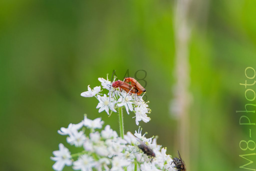 Rote Weichkäfer