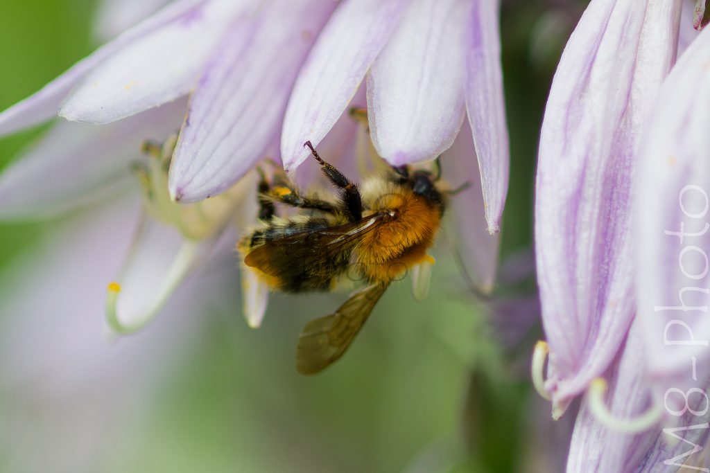 Hummel an der Hosta