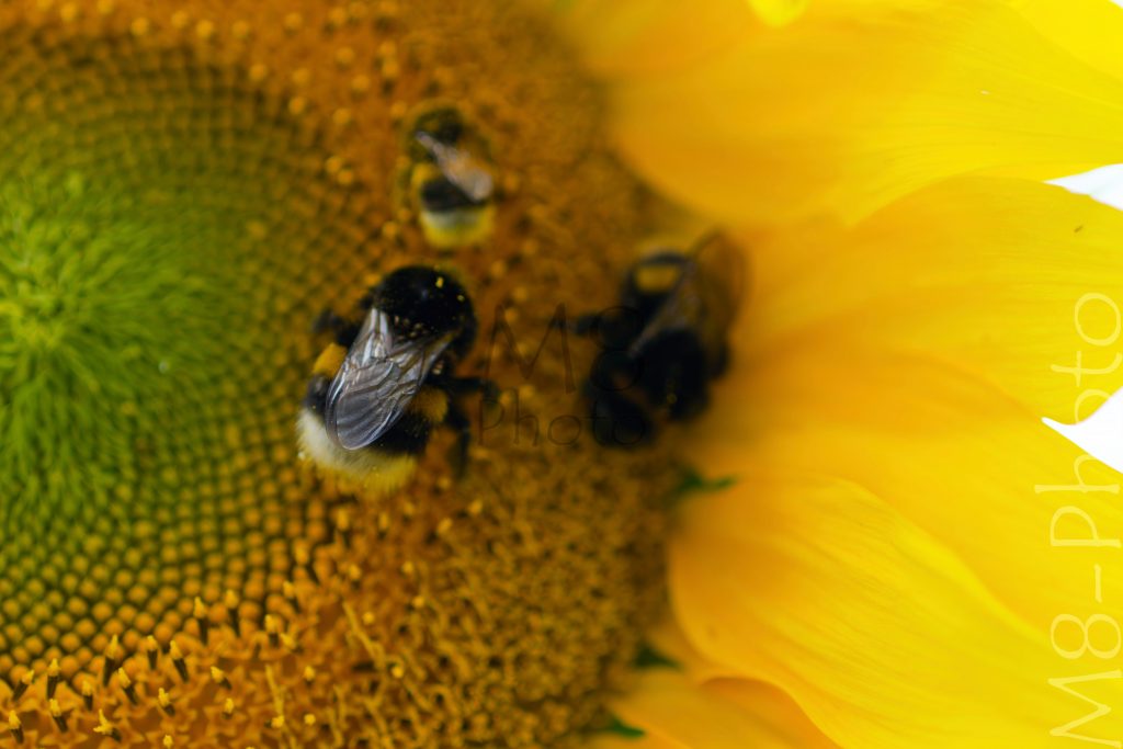 Hummeln in Sonnenblume