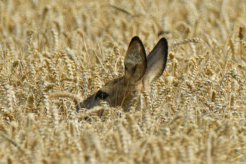 Reh im Weizenfeld