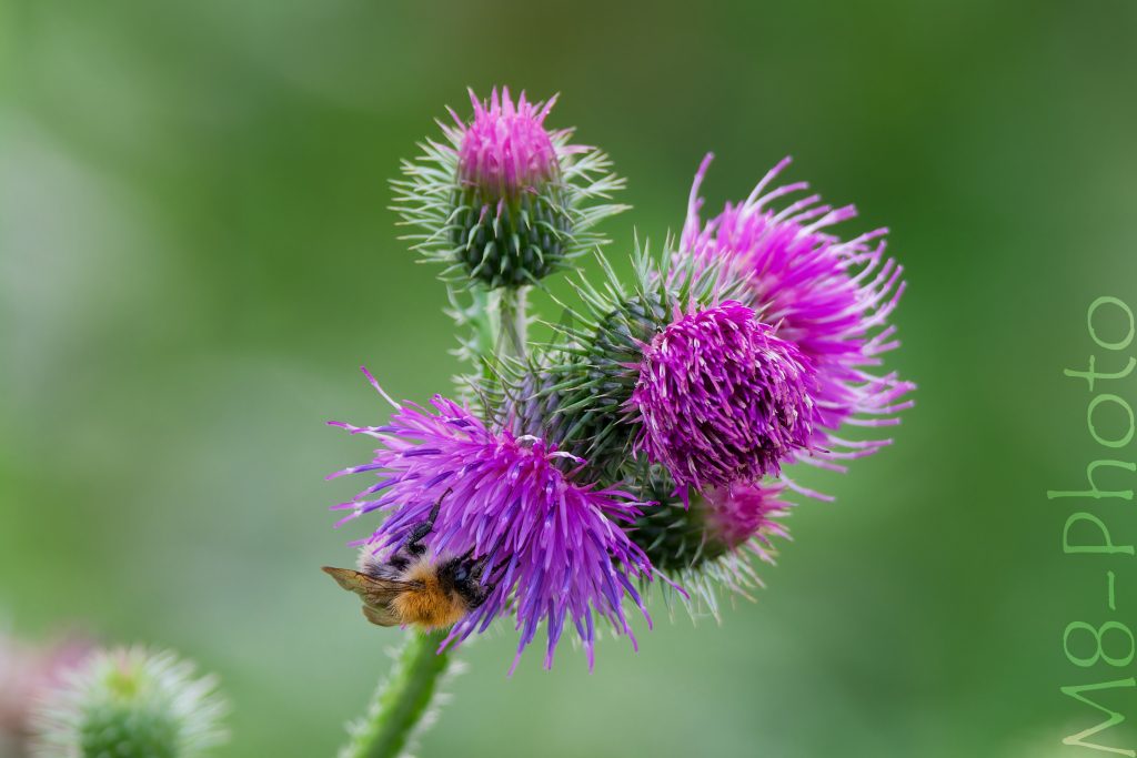 Hummel auf Kratzdistel
