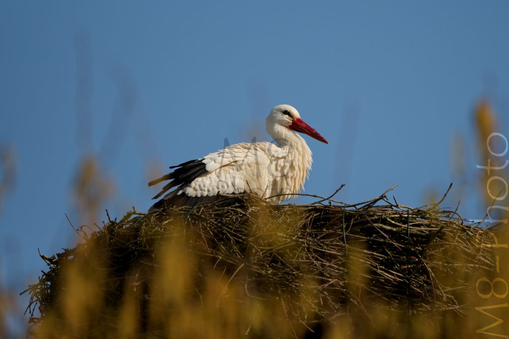 Albert auf dem Nest
