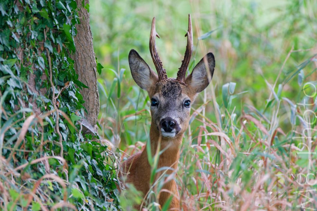Reh am Feldweg hinter Hof Hesemann